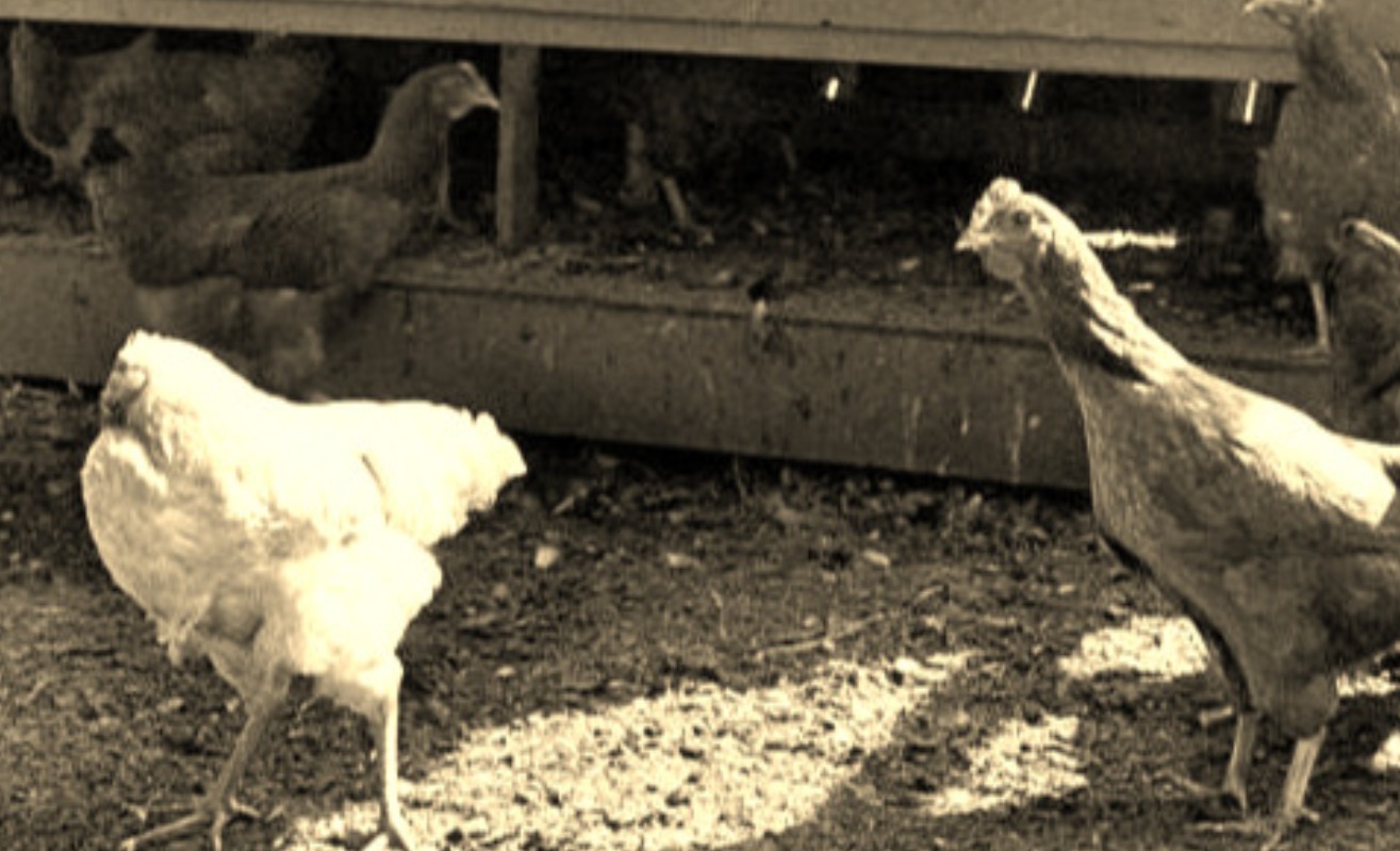 美国无头鸡麦克头被砍掉,却活了18个月,还在全国巡演