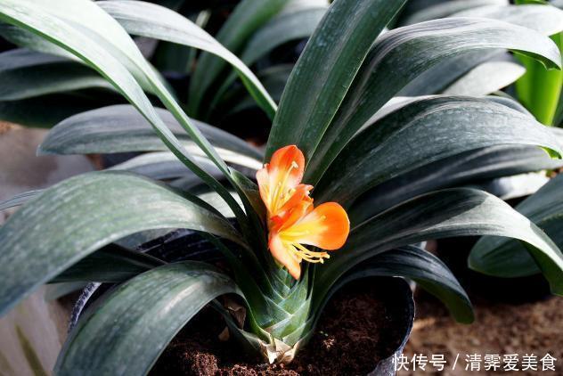 锯末|君子兰难养?花1分钟学会这3样东西的用法,爆盆不愁
