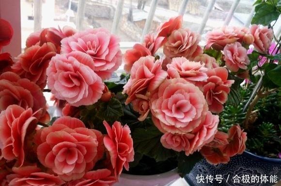 此“花”漂亮似玫瑰，即使不好养活，养死了也会再买，太讨人喜欢！