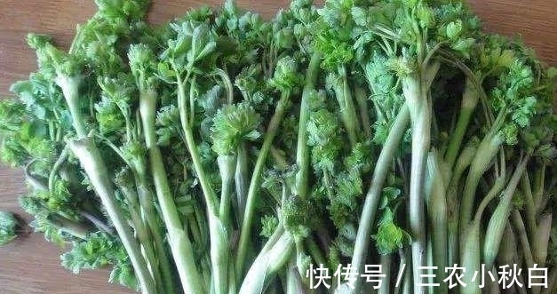 头痛|农村一种野菜,可以治头痛,知道的人不多,却能卖高价