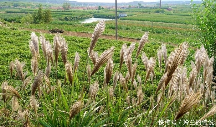 马齿苋|农村这些野菜，煮吃喝，清肝明目，降血压、减肥，还败毒抗癌！