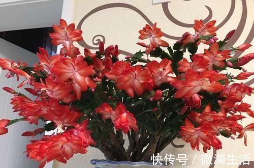 吴大姐养花，7天浇一次肥水，土壤肥沃疏松，家里成花海