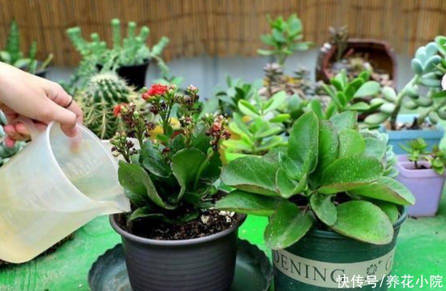 种花|夏天别买6种花，天热就休眠，太不好养