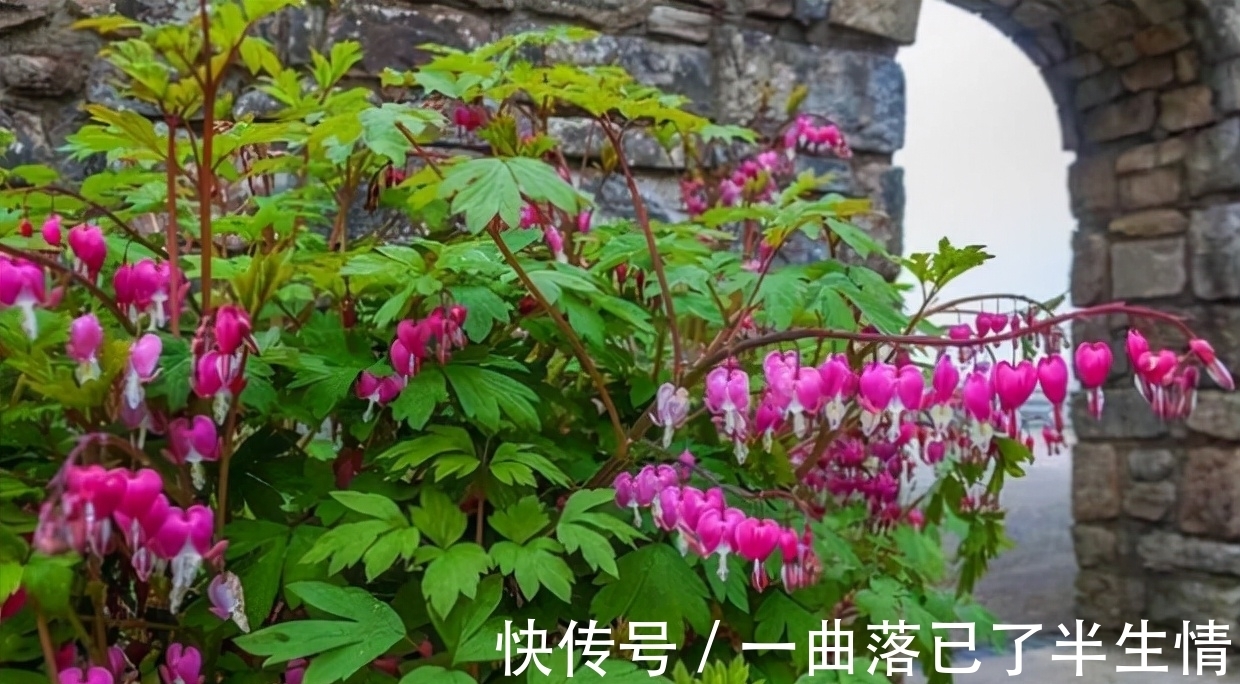 6种小众花,开花特别美,但很少有人养