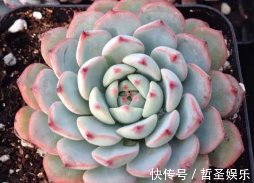 多肉姬莲怎么叶插教你3个小步骤,叶插不仅生根快速越长越旺盛