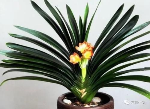 叶子|君子兰叶子瘦小,不长新叶,4个方面多注意,很快恢复旺盛