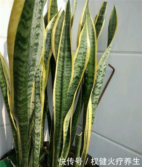 虎皮兰浇2种“水”，蹭蹭长得旺，冒芽一个接一个！