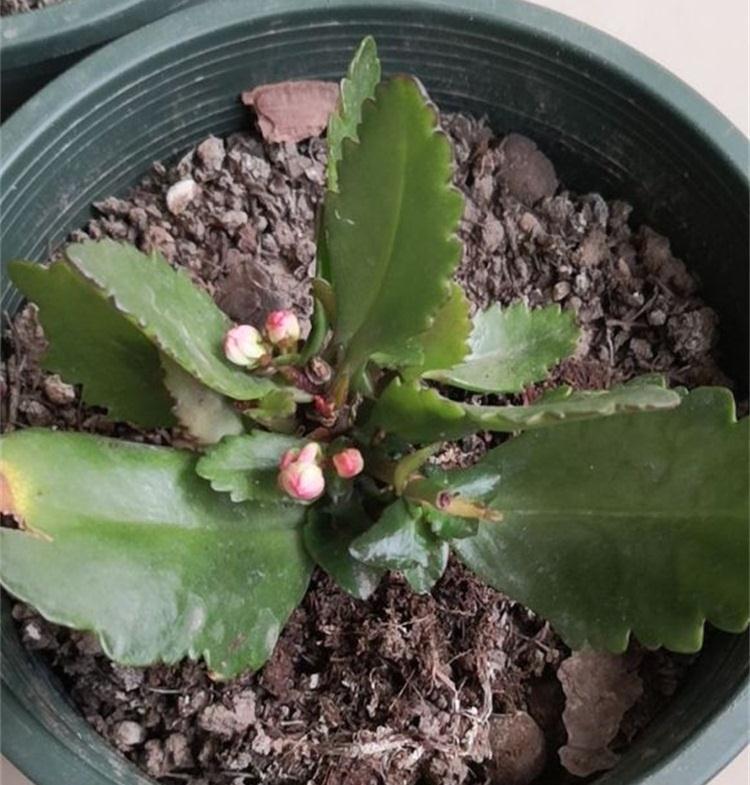 刚扦插的长寿花结了花苞,这样处理,秋天花不爆盆都难