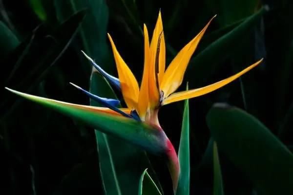 送给那些养花，却总是把花养死的人