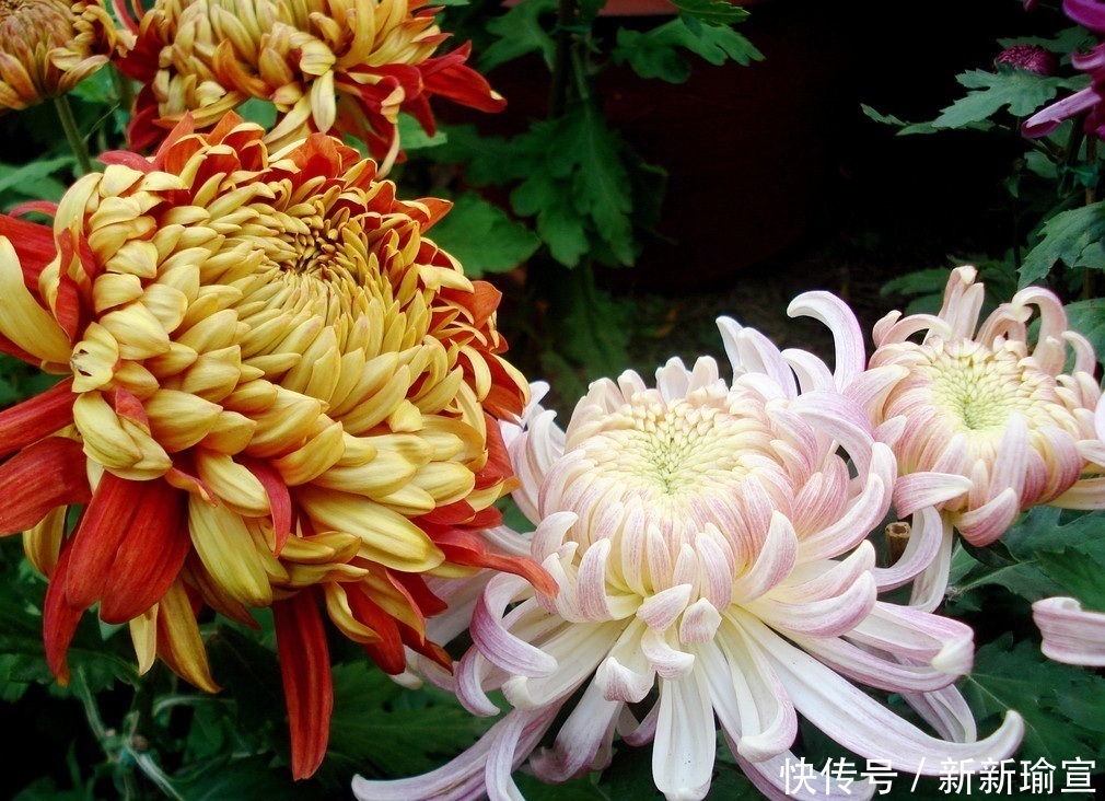 此花是一种淡隐山林的意境,有着非凡的地位,是长寿之花