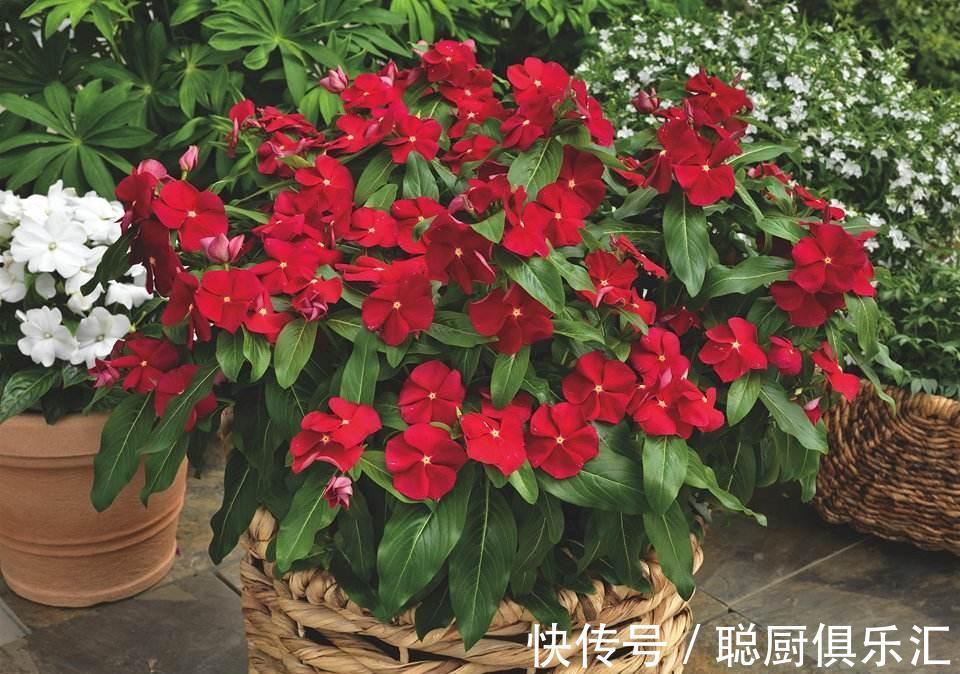 此种开花劳模,一开300天,不知疲倦