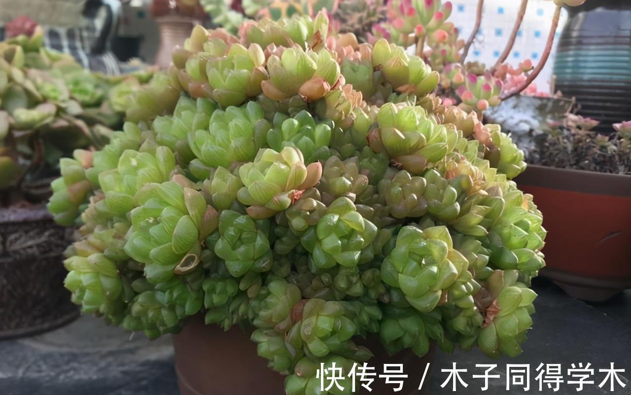 爆盆|玉露中不起眼的品种草玉露,被养成金黄色,看起来真是太美了