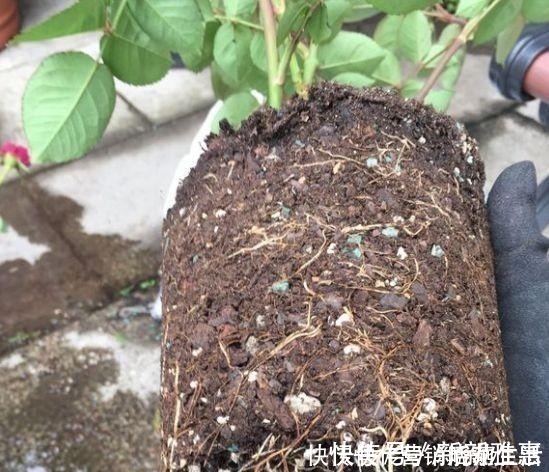 松针|家里花卉换盆，剩下“旧土”怎么办老花匠“这么”处理更肥沃！