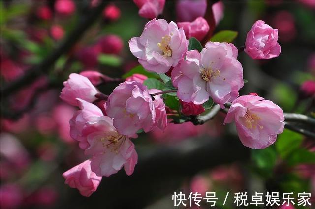 海棠“入夏前期”很重要，晒足太阳分株好成活，夏天开花香味十足