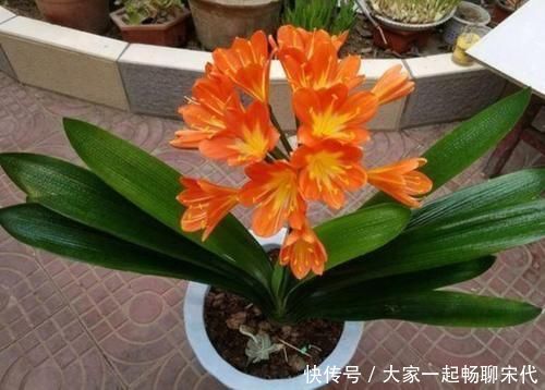 紧凑|君子兰开完花,叶子松散状态差,补上“1种肥”,株型紧凑饱满