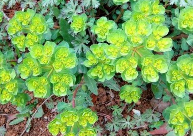 清热解毒|农村一种常见植物,清热解毒,采摘时不要用手触摸,药用价值高