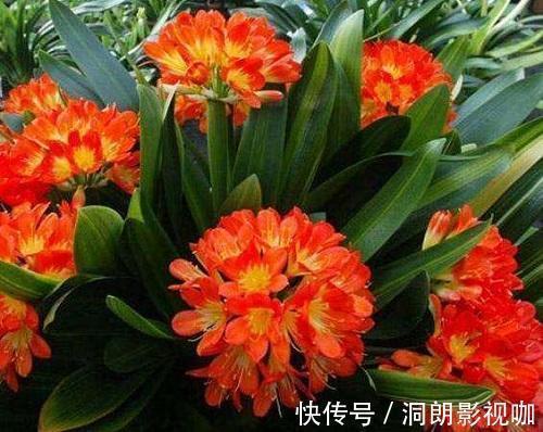 花型|十二生肖有专属自己的“守护花”，看看你是哪一种，你家养了吗