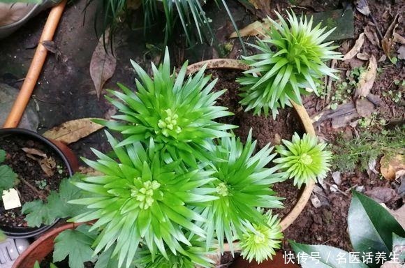 这些香香花,都有长寿命,只要种一次,开花几十年,爆满小球球!