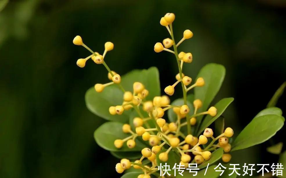 米兰花喜欢受虐,越晒越香,养护简单不费心,度夏很容易