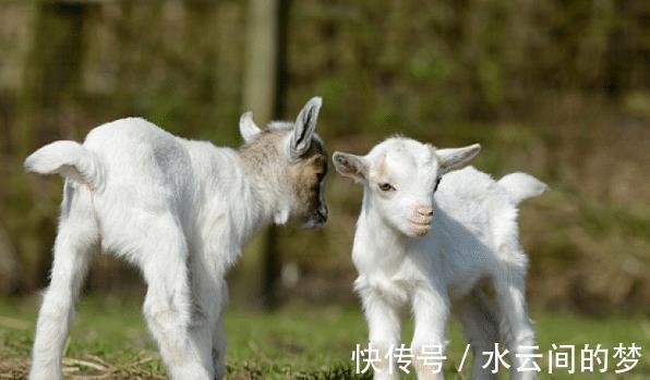 事业|“十羊九苦”，生肖羊以下4月出生最好命，财神眷顾，事业安康