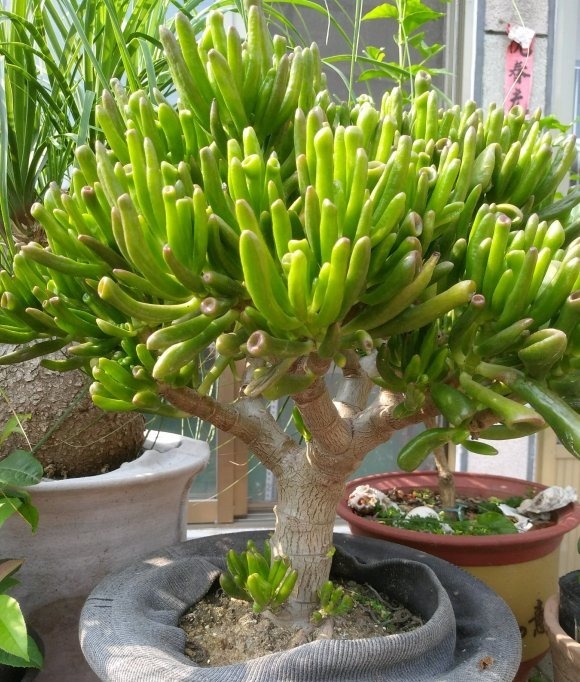 颗粒肥|能“吸财”的多肉,养盆吸财树,肥水不要少,半年养到手臂粗