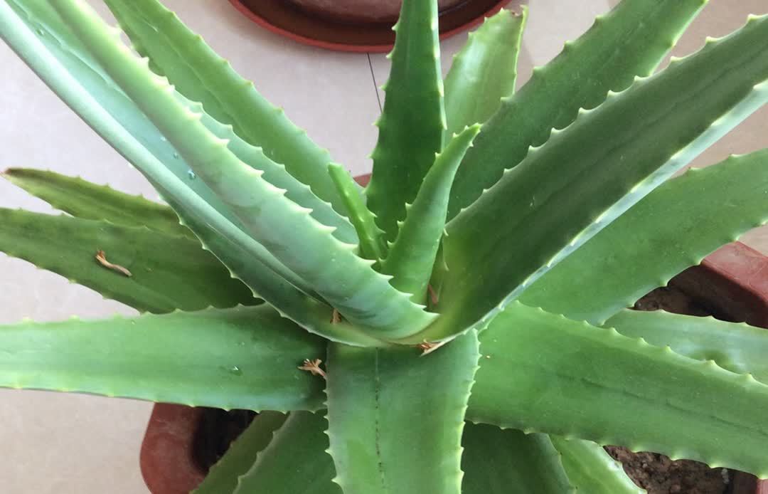 好养活的3种盆栽,一棵养出十棵,不停爆小崽,皮实又好看