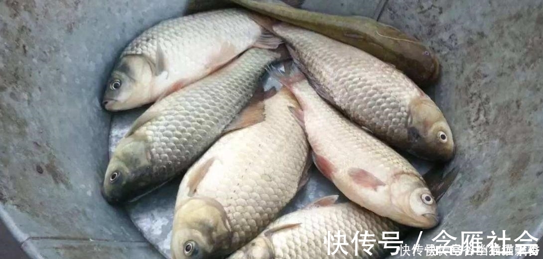 今冬结冰前没几次钓鲫鱼的机会了,先别封竿,试试下面2个方法吧