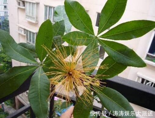 发黄|养发财树，做到这“2点”，嫩芽冒的多，开出花儿来，养好多年！