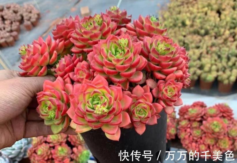 要点|多肉蒂亚叶子“常青”该怎么办？满足3点，立马上色成艳丽的红