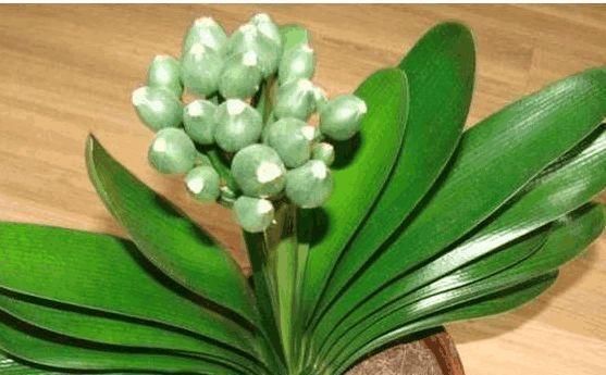 土培君子兰|土培君子兰,盆里丢个“它”,疏松透气不烂根,蹭蹭的窜花箭