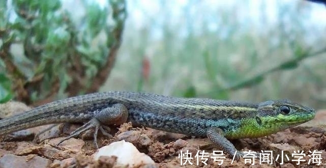 24个冷知识：生物老师看完直呼不可思议，但却真实存在的有趣知识。