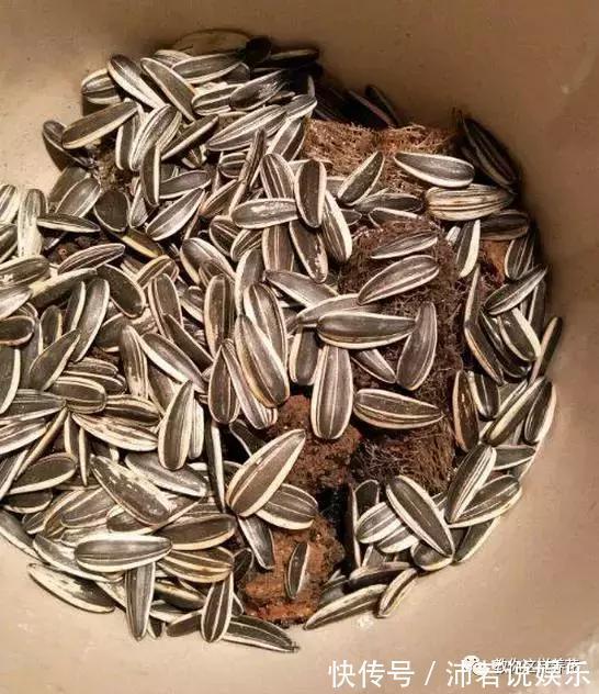 松果|君子兰肥到流油,长寿花开不断,原来他用了1个小方法!