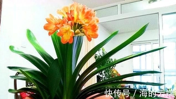 君子兰萎靡不振该怎么办?用完这3样肥料,植株马上变精神