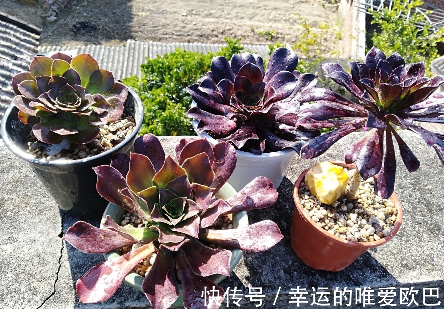 这“三多肉”都是爆崽小能手,养一盆等于种多盆,轻松繁殖一大群