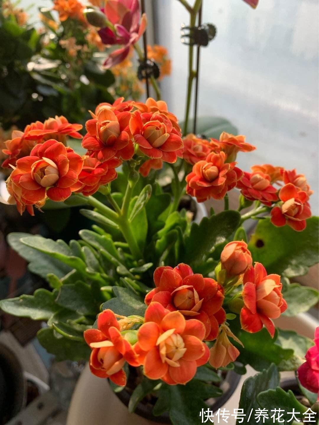 马上过年,这10种年宵花闭眼入,不会踩雷