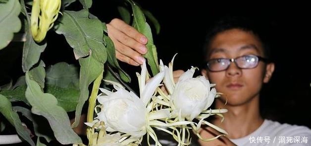 昙花|花期虽短却美得惊艳,称为“月下美人”,昙花的种植方法你知道吗!