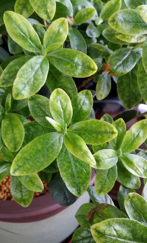 花儿喝点“美容水”，黄叶变绿叶，新芽呼呼长，花都开疯了