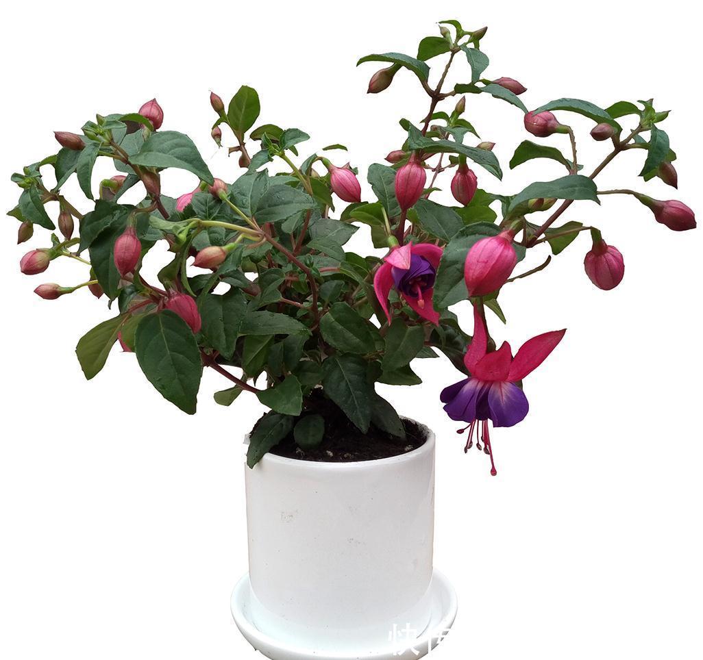 它盛开中的花朵像一个个灯笼，挂满枝头真喜庆，好看又好养