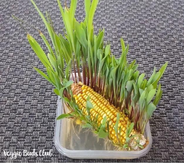 1粒花生丢水里,呼呼长成小森林,这艺术品给钱也不卖