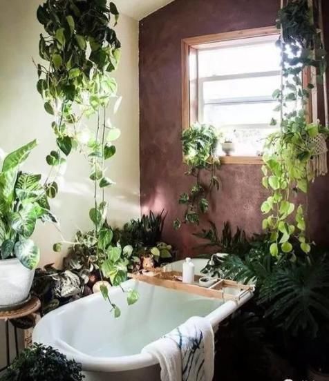 绿色植物|卫生间什么东西都可以放，唯独这4样万万不要放！细菌暴涨臭烘烘