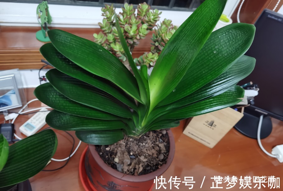 光照|入冬后养君子兰,摆放位置很关键,室内“4不摆”,牢记莫犯错