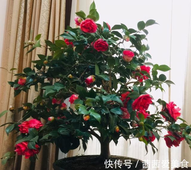 盆栽|客厅有树,十有九富!6种“富贵树”,贵气好养,旺家又吉利