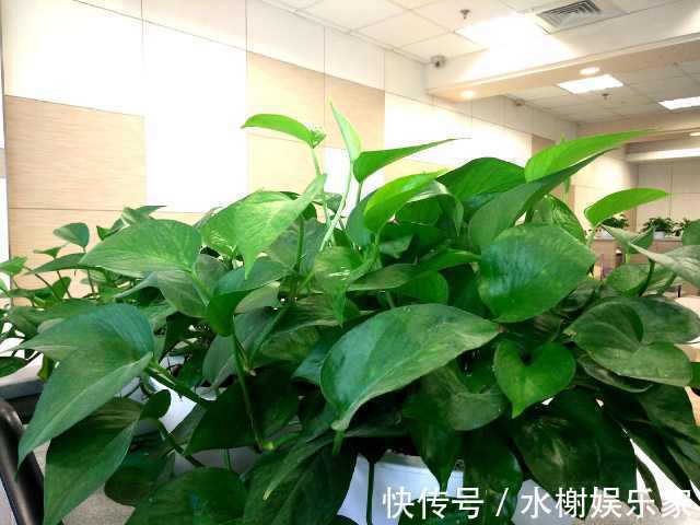 叶子|细数绿萝叶子发黄的五大原因,你是否中招了新手学到了