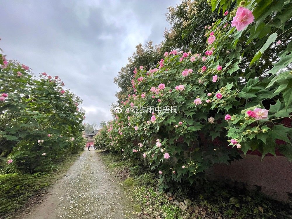 天府芙蓉园|C位出道！成都50000株芙蓉花开了