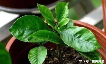 什么柳树皮,阿司匹林都不如“1勺它”,厨房取一勺,养啥旺啥!