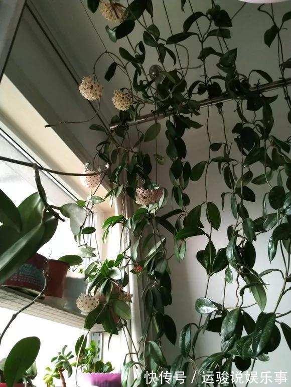 5种花不用管,盆栽地栽都好养,自己就能长成大花球,花开还惊艳