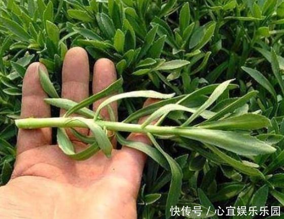 口感|农村常见的野草,含钙量高,口感鲜嫩,城里的富贵餐,一斤10元