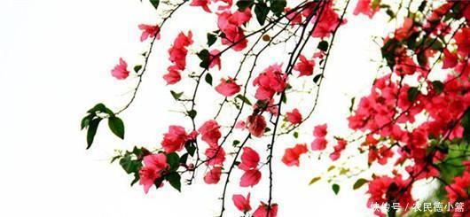  终于|终于知道三角梅为什么不开花了！你遇到过吗