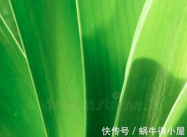 提高君子兰开花率的4种“宝贝”，第一种免费，第四种自己能制作