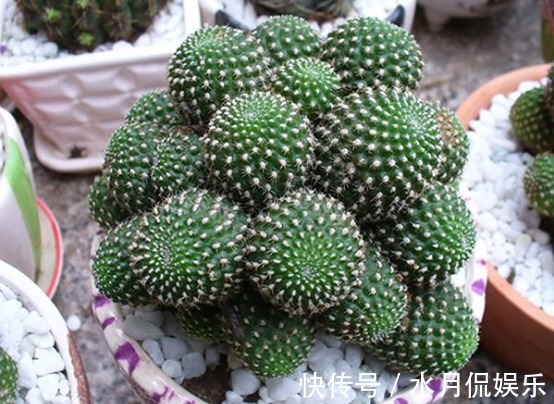 绿色|喜欢多肉,不如养盆“子孙球”,绿色的球体精致可爱!